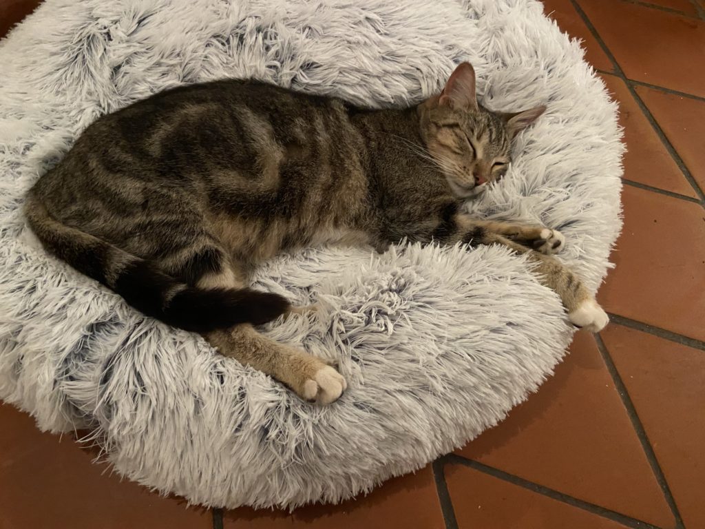 Minette avant accouchement